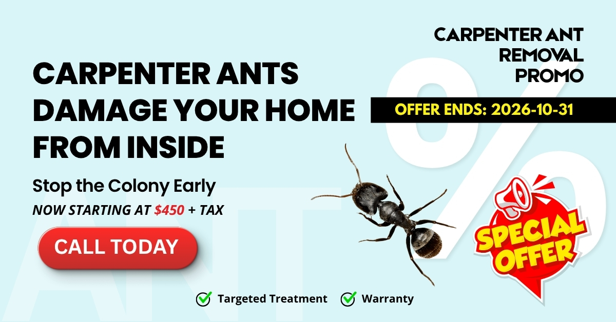 Carpenter Ant Removal Promotions
