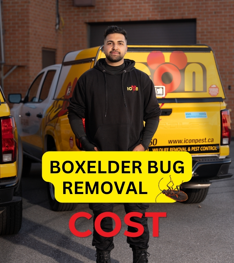 Icon Pest technician standing beside service vehicles for boxelder bug removal