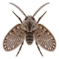 Icon Pest Drain Flies Removal Service