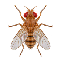 Icon Pest Fruit Flies Removal Service