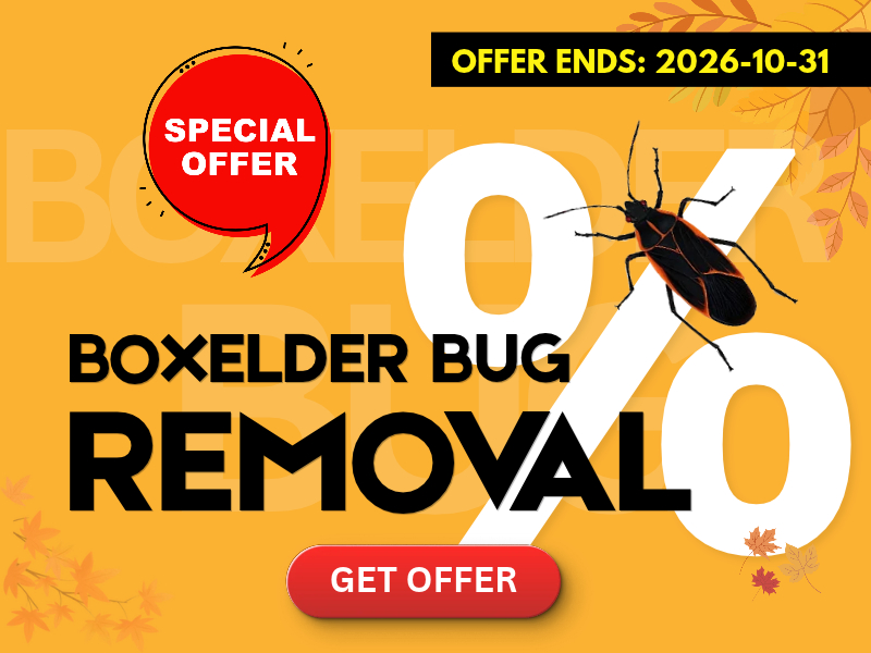 Icon Pest fall boxelder bug removal promotion with treatments starting at $450 plus tax until October 31, 2026.