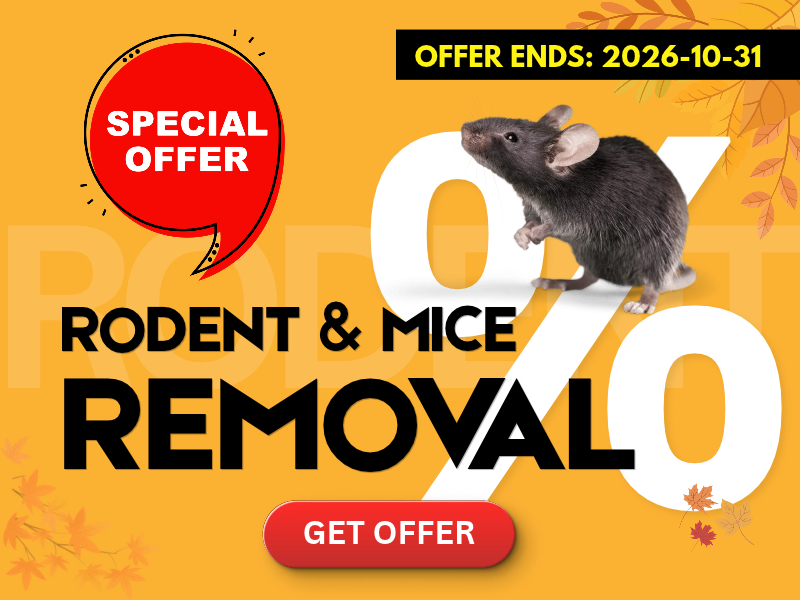 Fall rodent and mice removal promotion from Icon Pest offering $100 off rodent control until October 31, 2026.